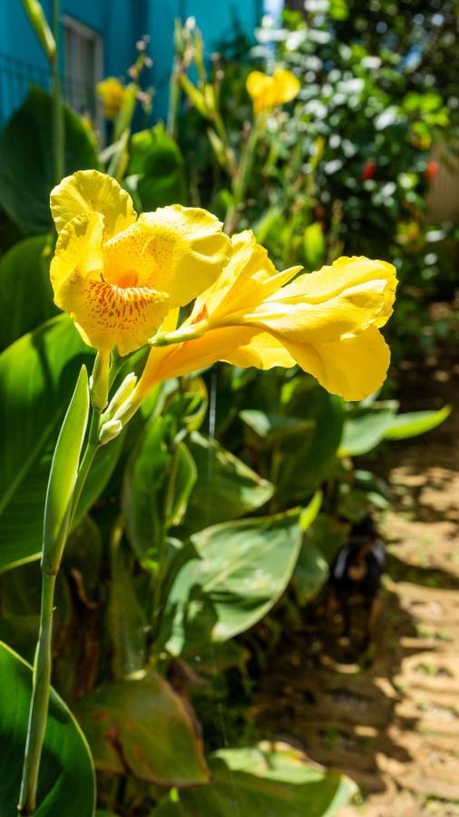Pousada Flor Do Atlantico فرناندو دي نورونها المظهر الخارجي الصورة